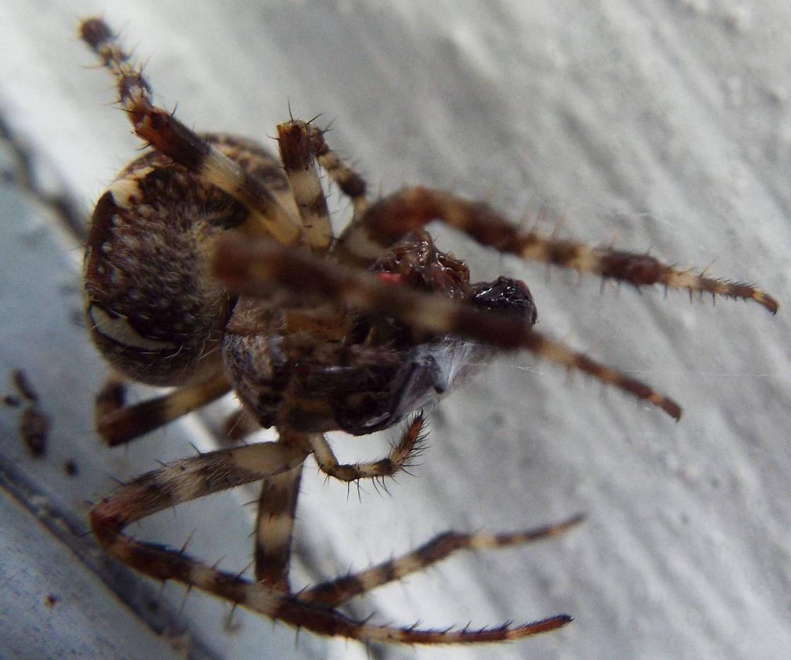 Tutti Araneus diadematus?  S� - Val di Fassa (TN)